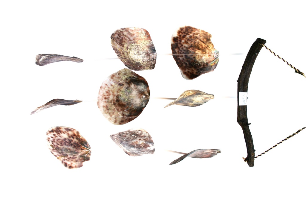SCACC. LEGNETTO C/3 FILE PLACUNA SHELL CM 50 