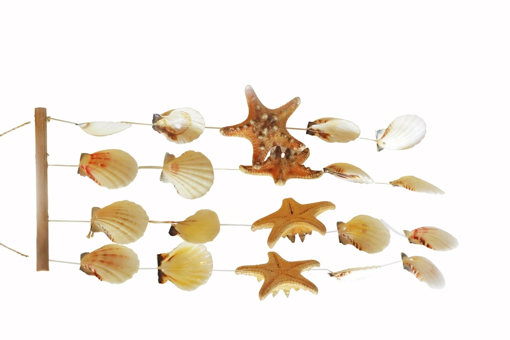 SCACCIAP. LEGNO C/4 FILE PECTEN VEXILLUN E STELLE 