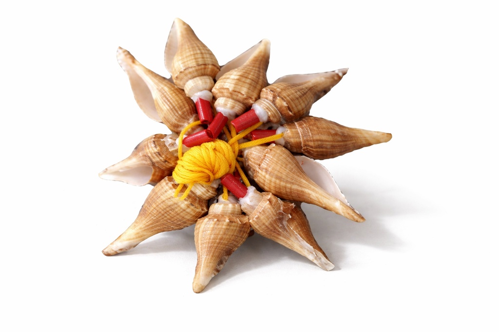 TROMBETTE MELONGENA SHELL 