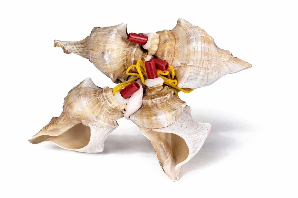 TROMBETTE FASCIOLARIA TRAPETIUM 