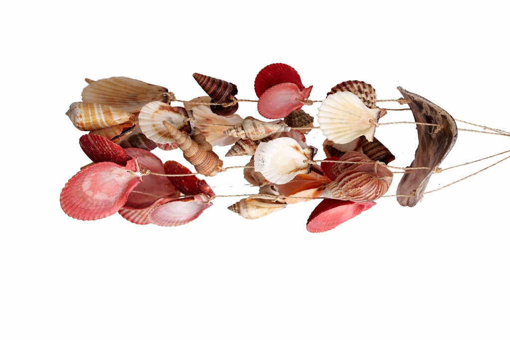 SCACCIAP. PLACUNA C/PECTEN E CONCH ASS CM 46*16 