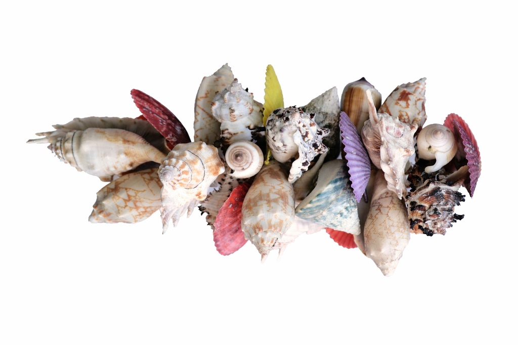 GRAPPOLO CONCH DA APP MIX COLOR 