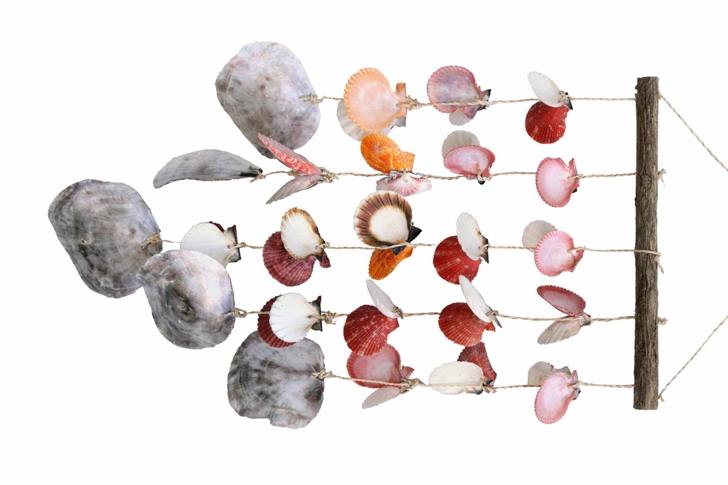 SCACCIAP C/5 FILE PECTEN E PLACUNA H 50 CM 