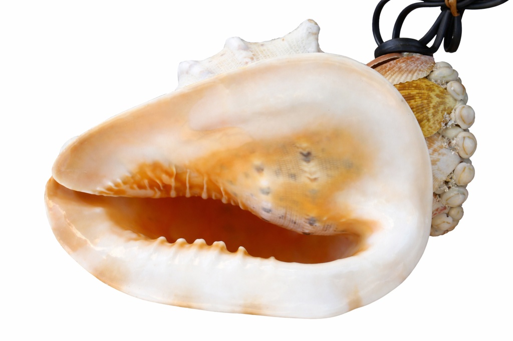 CASSIS CORNUTA  GRANDE LUCE BASE CEE CM 26 